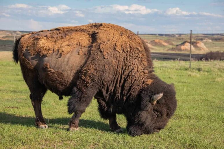 Anggaran Hal yang dapat dilakukan di North Dakota